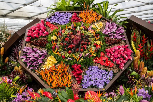 Трейси Холл картины