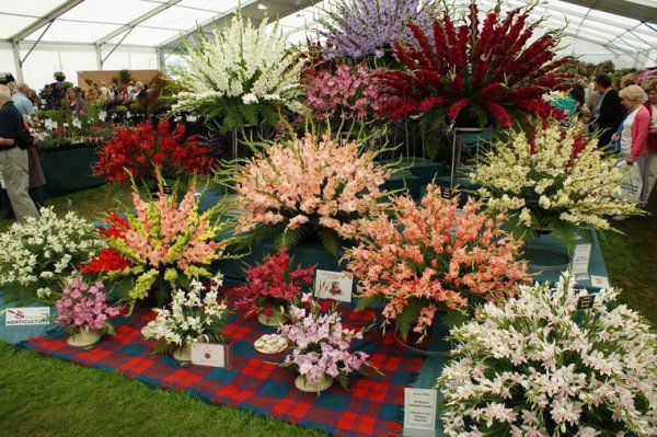 Ландшафтной выставке Chelsea Flower show,