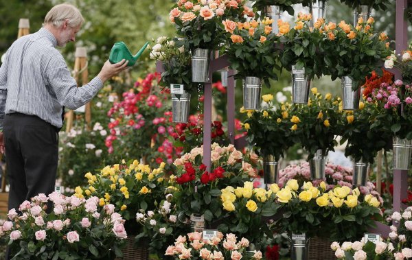 Ярмарка цветов