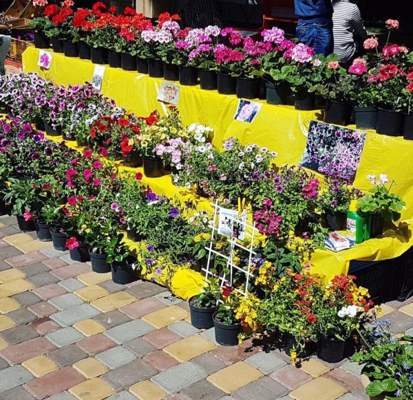 Ярмарка цветов в Медельине (Feria de las Flores)