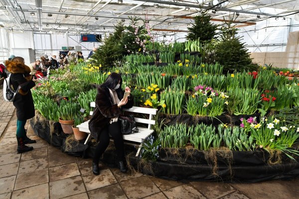 Праздник хризантем в Японии