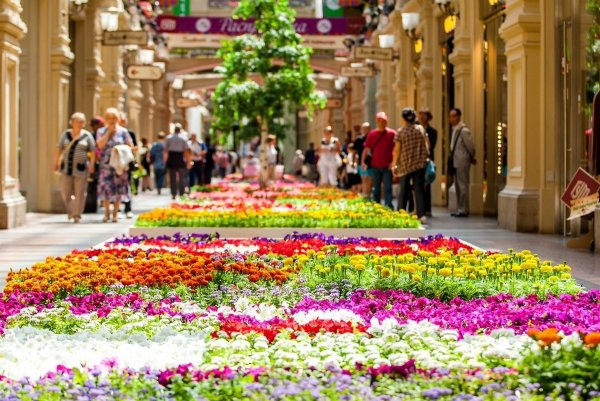 Нидерланды парк цветов Кейкенхоф 2020