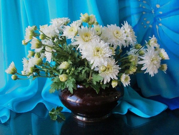 Мерцающие ромашки