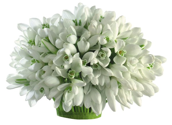 С днём рождения тюльпаны