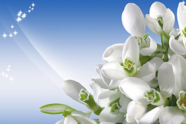 Гиацинт Беллевью