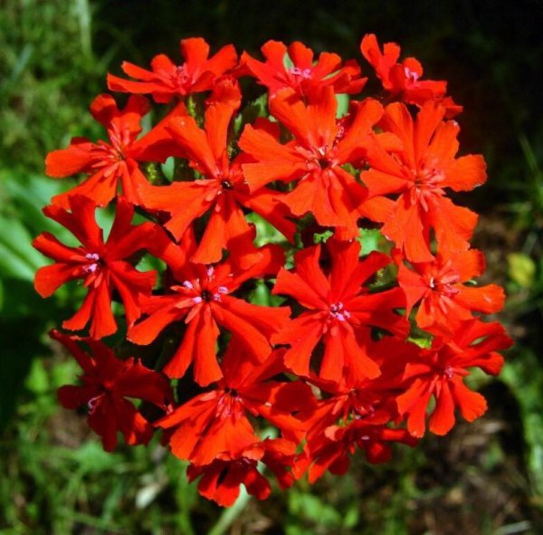 Лихнис Зорька