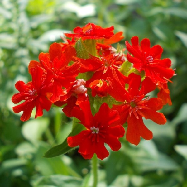Лихнис Зорька