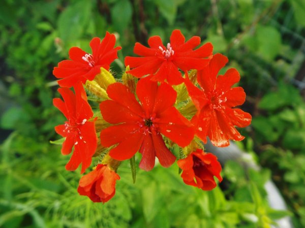 Лихнис корончатый.халцедонский