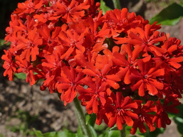 Лихнис халцедонский (Lychnis chalcedonica)