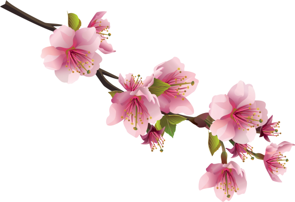 Ветка Сакуры