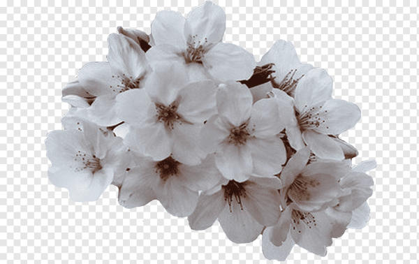 Цветы яблони на белом фоне