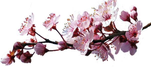 Ветка Сакуры