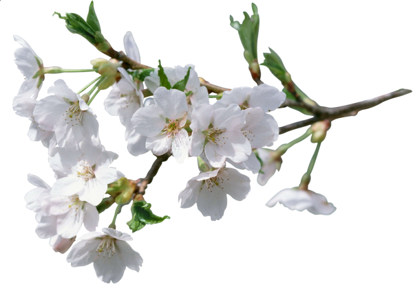 Ветка цветущей яблони