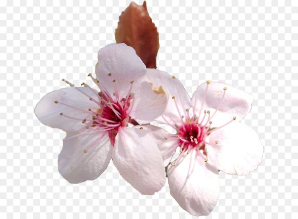 Цветы Сакуры на белом фоне