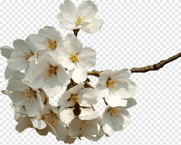 Цветущая ветка яблони