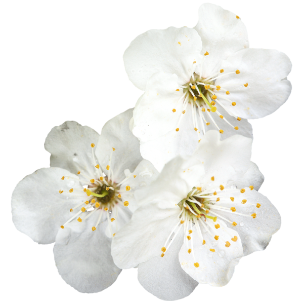 Яблоневый цвет на белом фоне