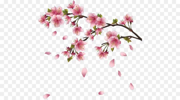 Сакура для фотошопа