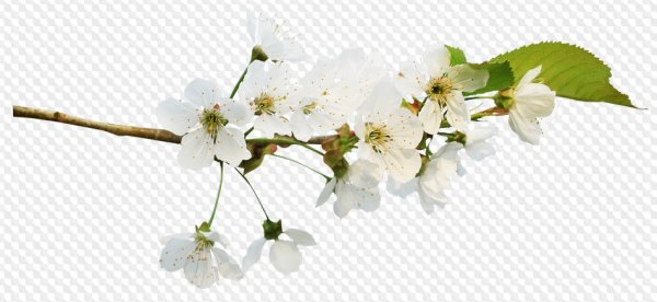 Яблони в цвету