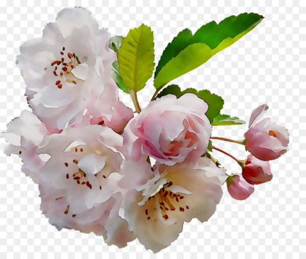 Ветка яблони в цвету