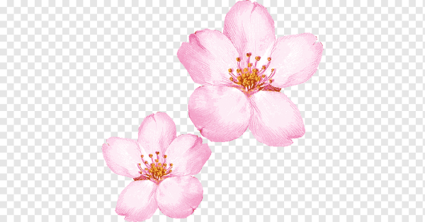 Цветок Сакуры мультяшный