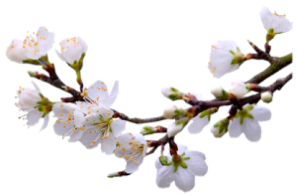 Ветка Цветущая
