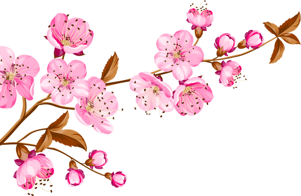 Цветок Сакуры вектор