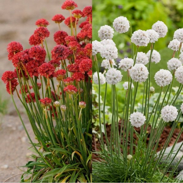 Армерия дернистая