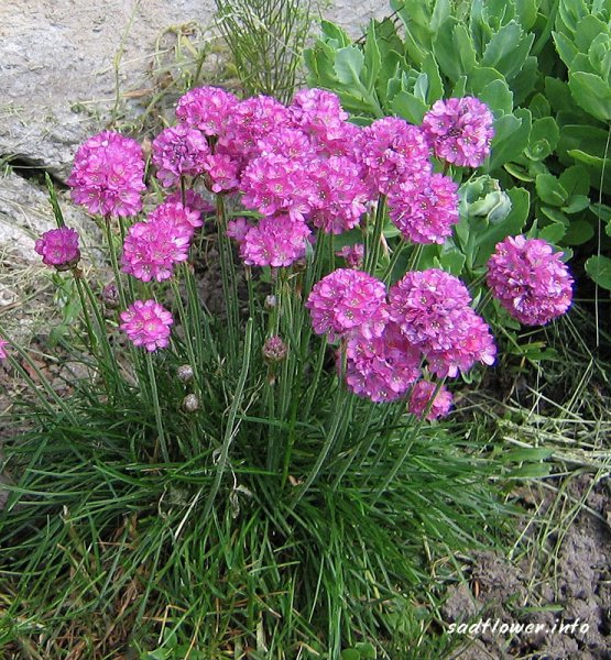 Армерия Приморская