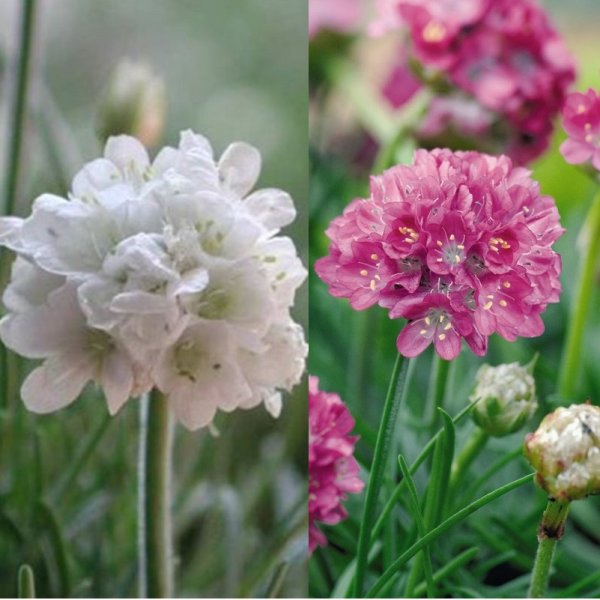 Армерия Приморская