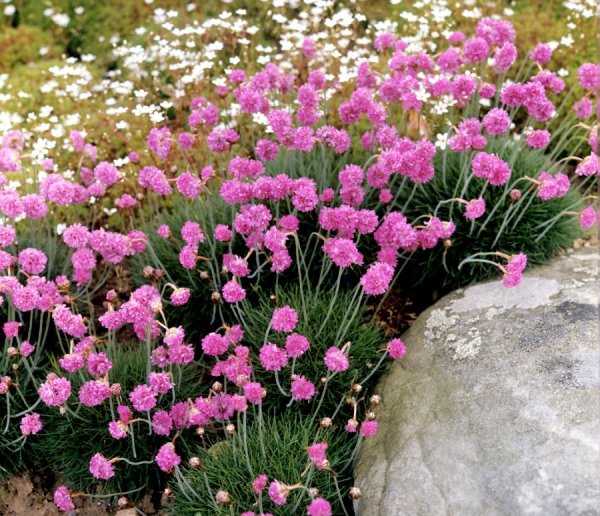 Армерия Приморская