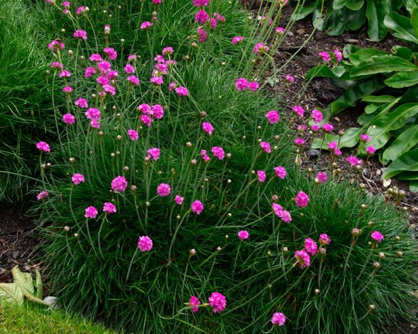 Армерия Приморская Спленденс