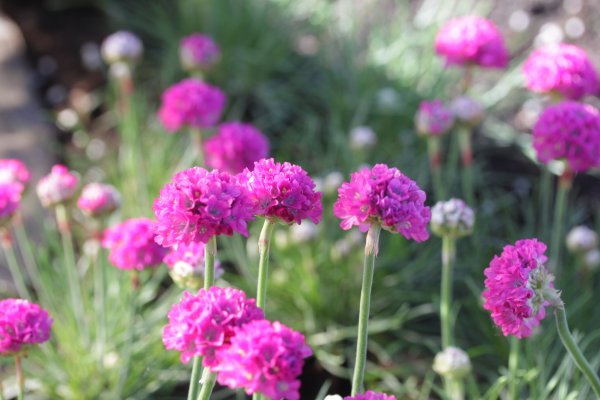 Армерия обыкновенная