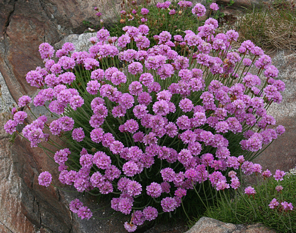 Армерия Луизианская