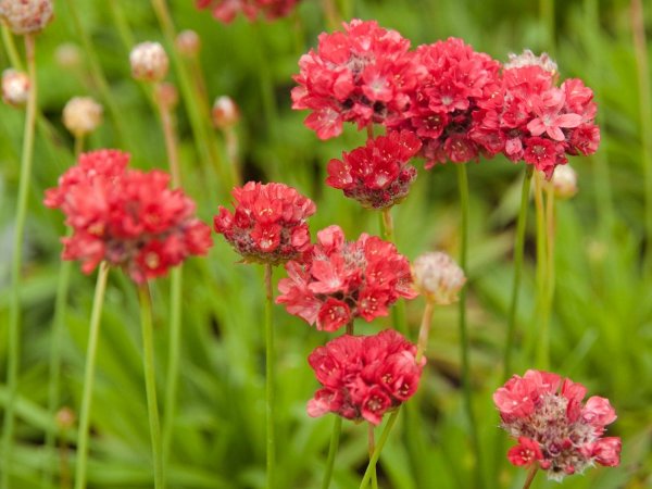 Армерия Приморская