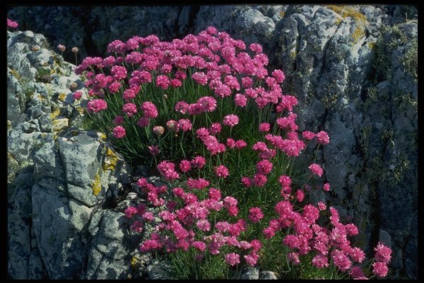 Армерия Арктическая