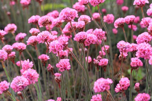 Армерия Приморская