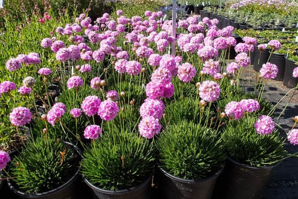 Армерия Приморская многолетник