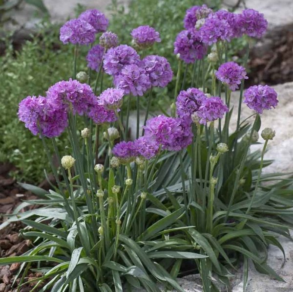 Армерия балерина Лилак