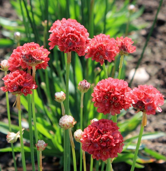 Армерия ложноармерия Ballerina Red