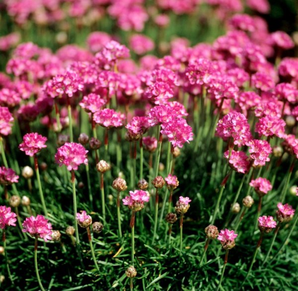 Армерия Приморская цветок