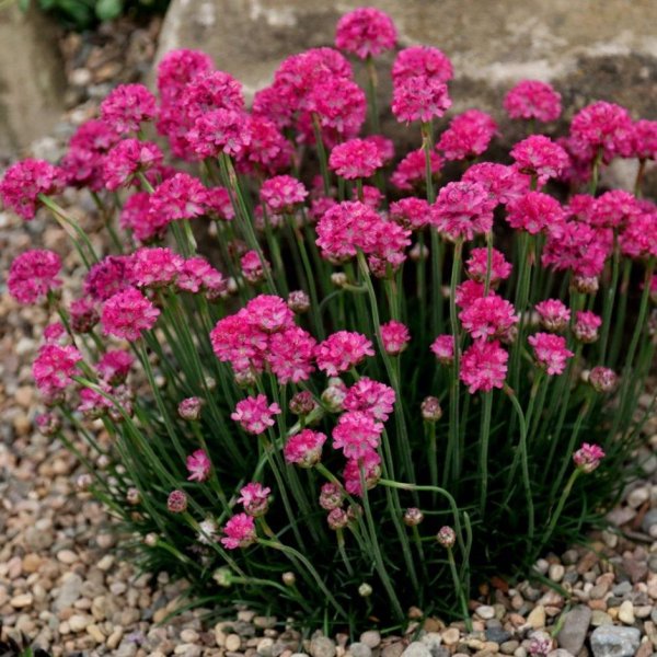 Армерия Приморская (Armeria maritima)