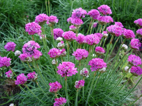 Армерия многолетник