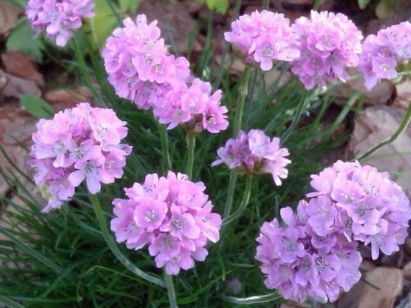 Армерия Приморская rosea