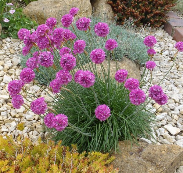 Армерия Приморская