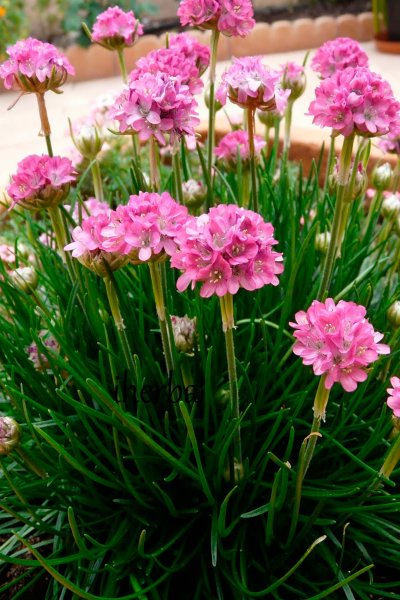 Армерия Приморская