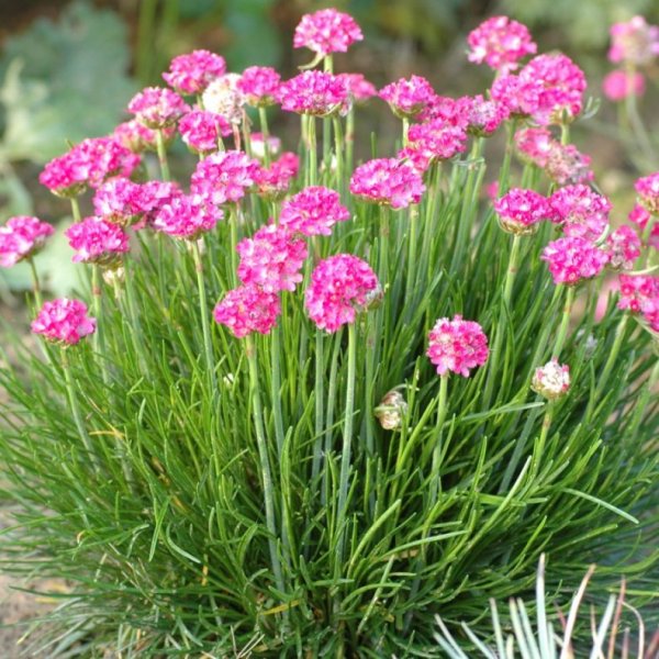 Армерия псевдоармерия