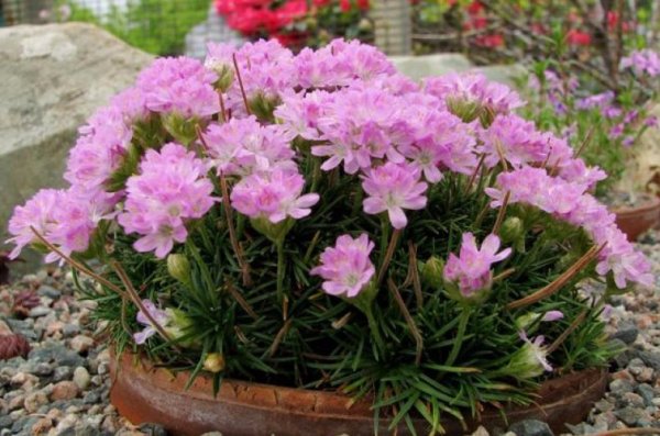 Армерия цветок дернистая