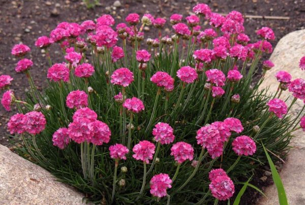 Армерия Альпийская