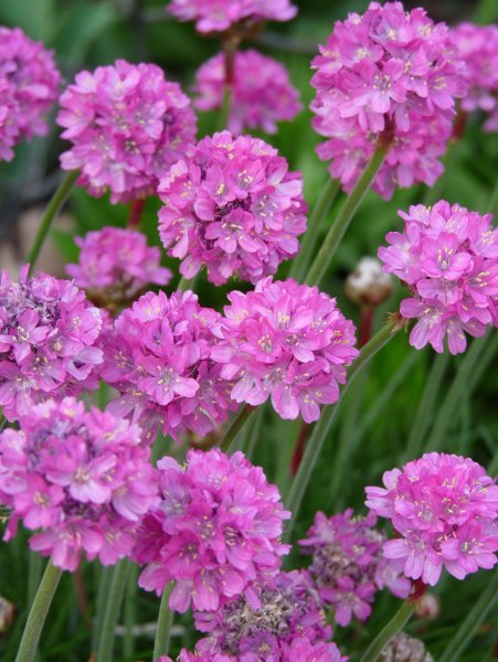 Армерия Альпийская