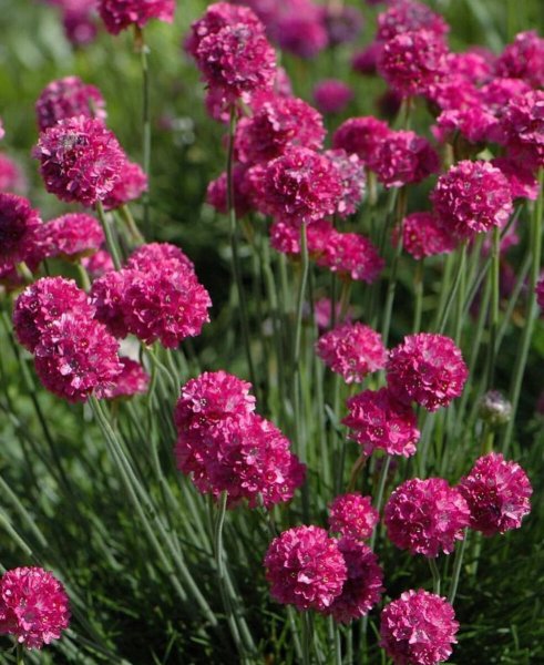 Армерия фото многолетняя